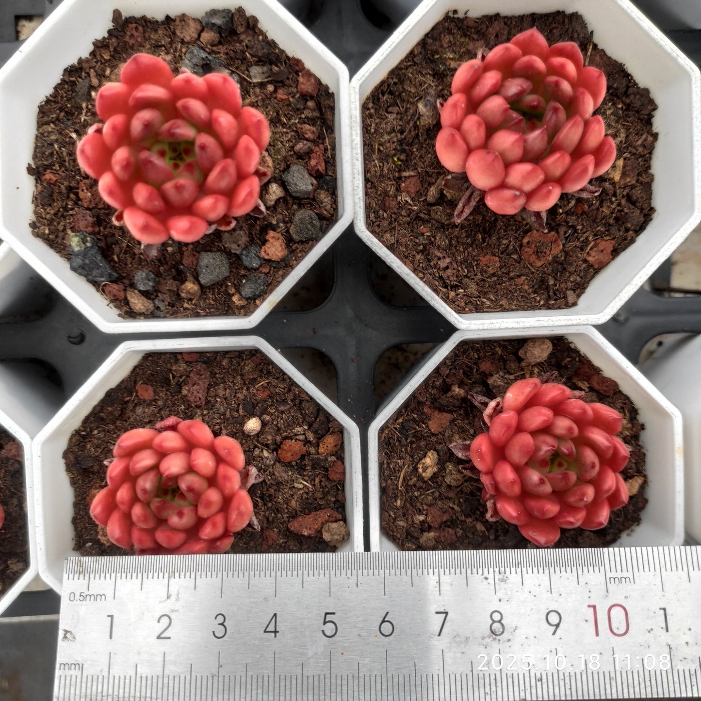 YBB033 Echeveria Pink Rubby(7cm pot size)