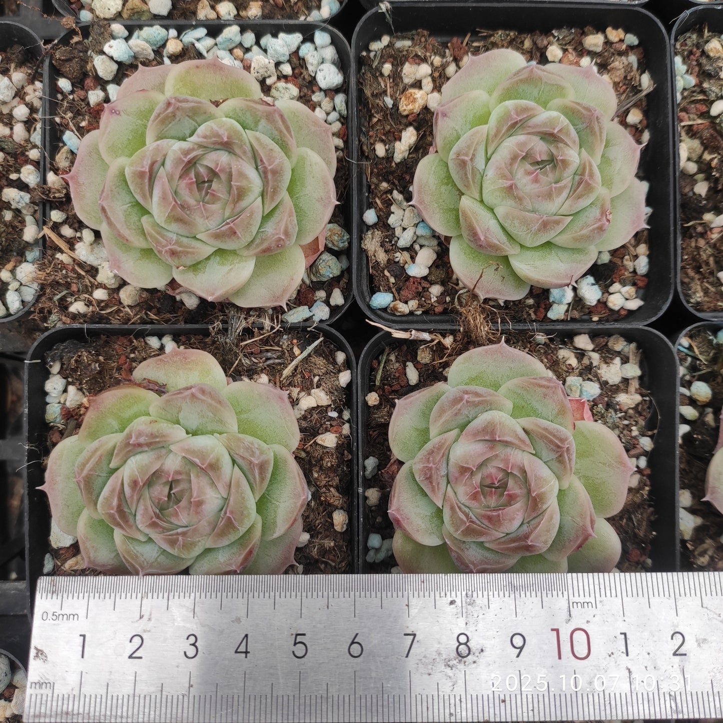 XQ1439 Echeveria Ice Spirit Hyb(7cm pot size)