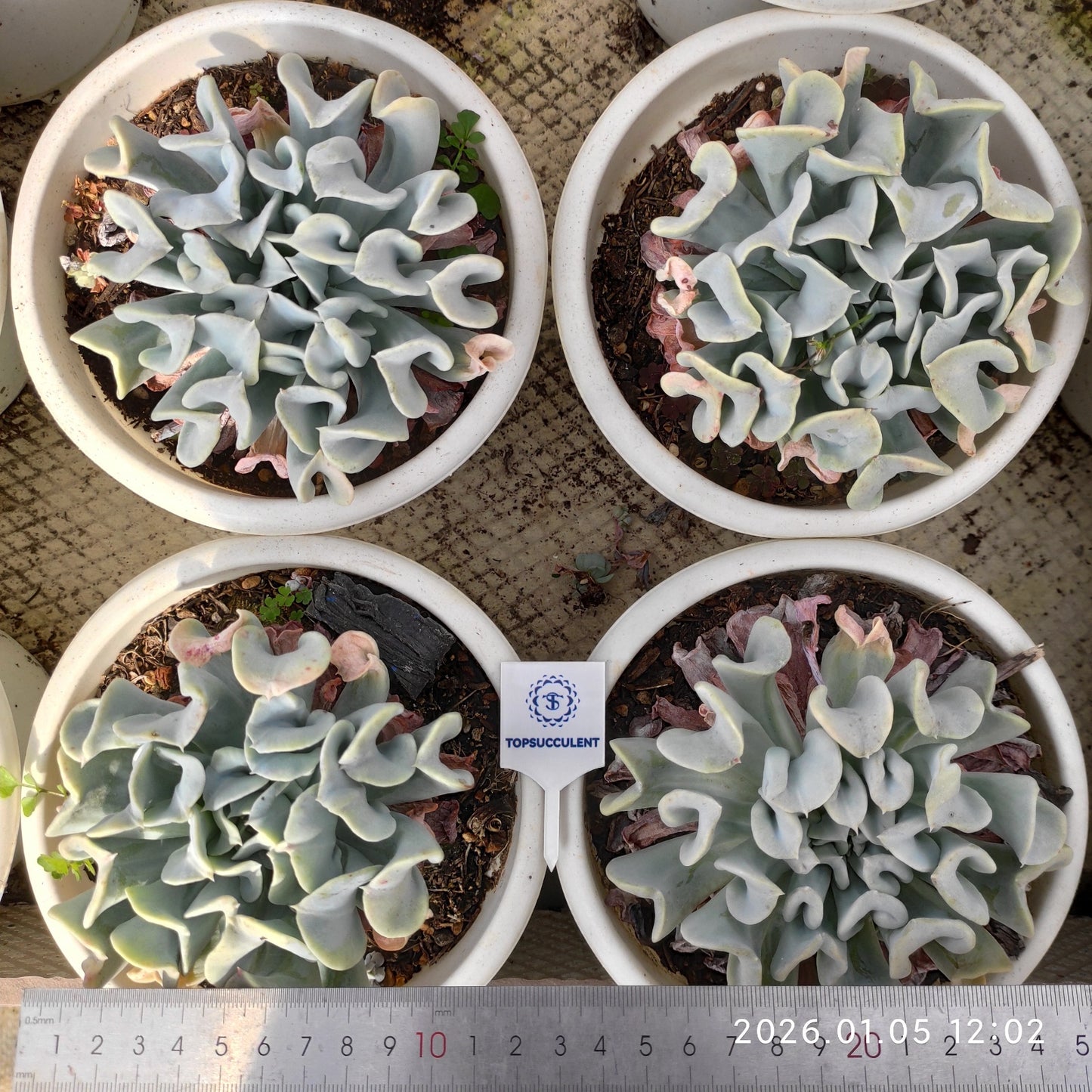 21293 Echeveria runyonii Topsy Turvy (18cm pot size)