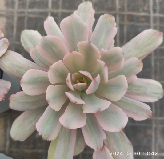 SKL302 Echeveria Holwayi Variegated