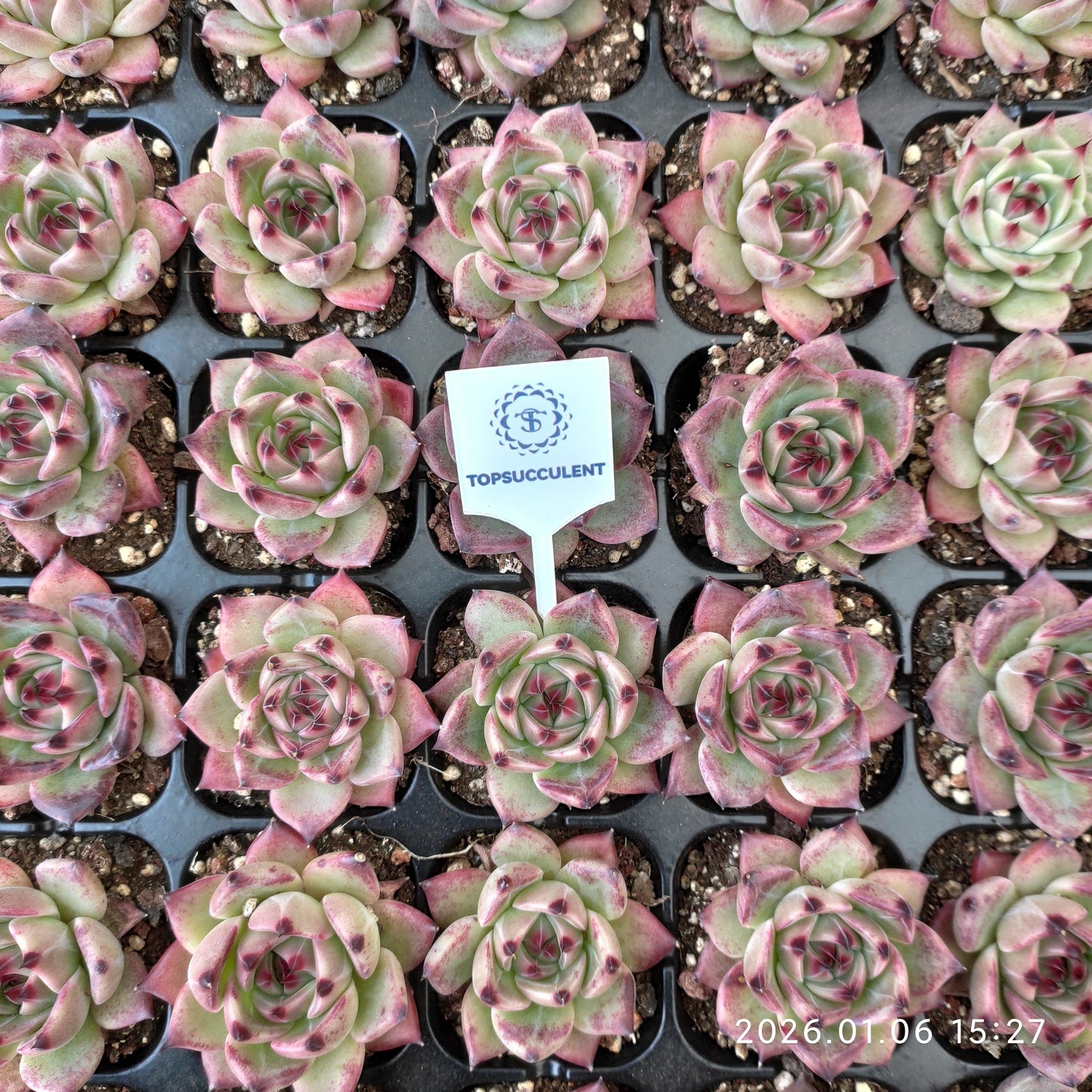 24401 Echeveria Purola (5cm pot size)