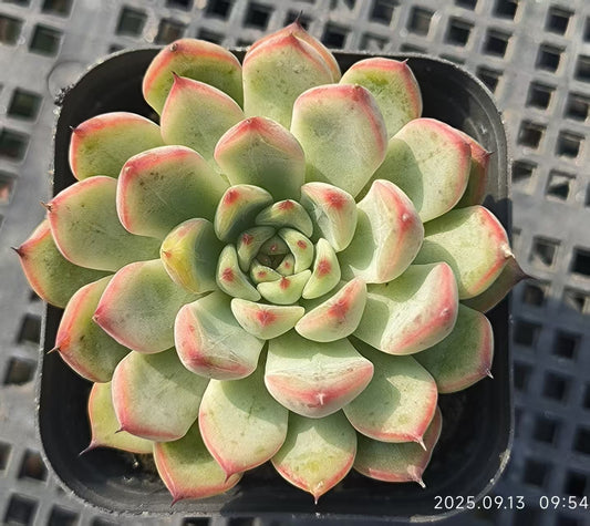 GR404 Echeveria Starlight Jenny(6.5cm pot size)