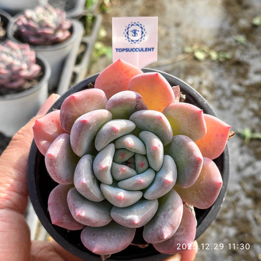 16091 Echeveria Oviferum Hyb (9cm pot size)