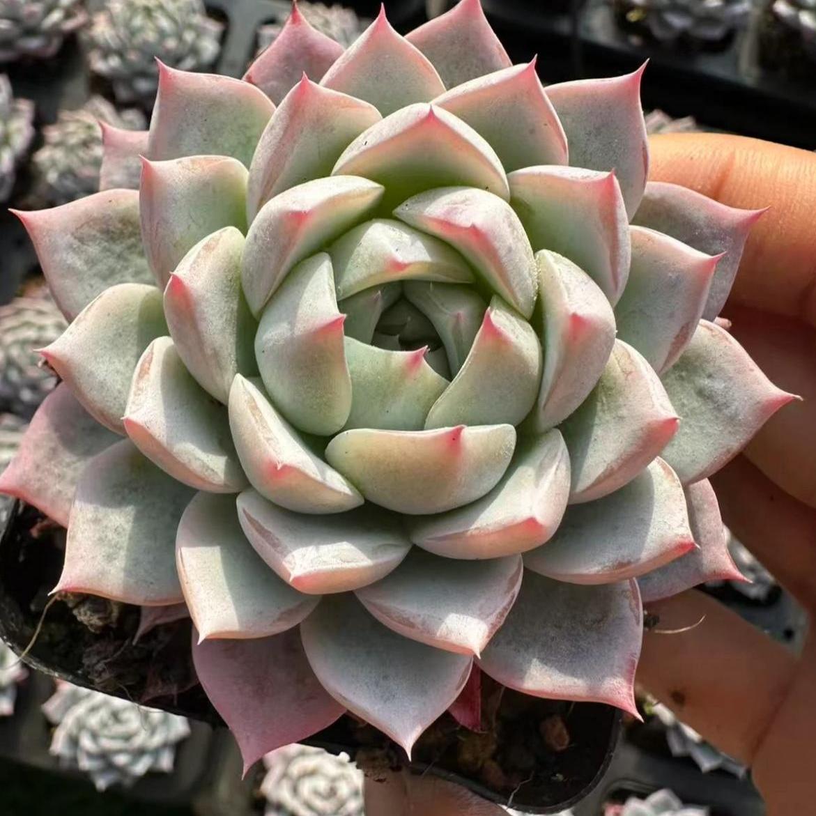 23429 Echeveria Skylark (7cm pot size)