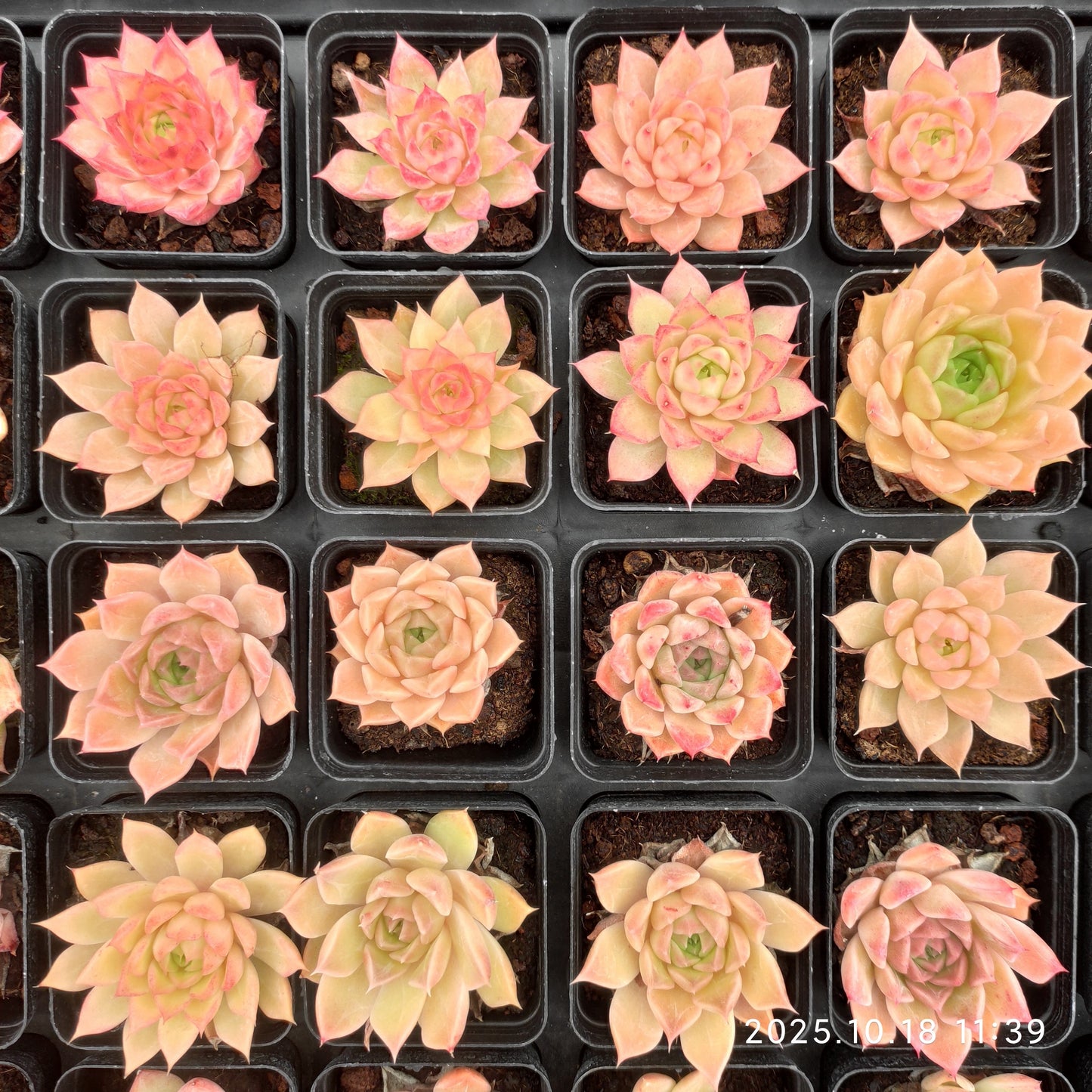 YBB195 Echeveria Little Conch(5.5cm pot size)