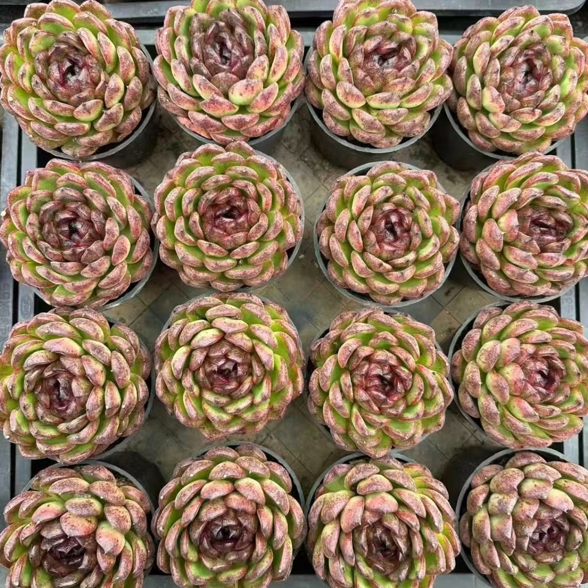 QNY159 Echeveria Candy Chocolate(10cm pot size)