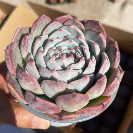 24059 Echeveria Chihuahuaensis (12cm pot size)