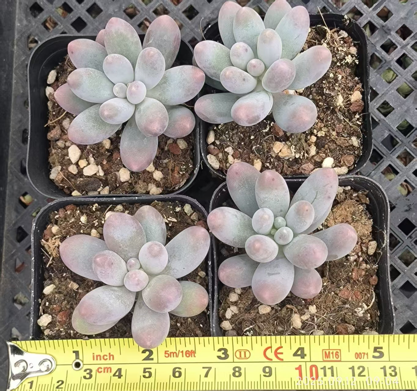 RDD328 Echeveria Orange Snow Ball(6.5cm pot size)