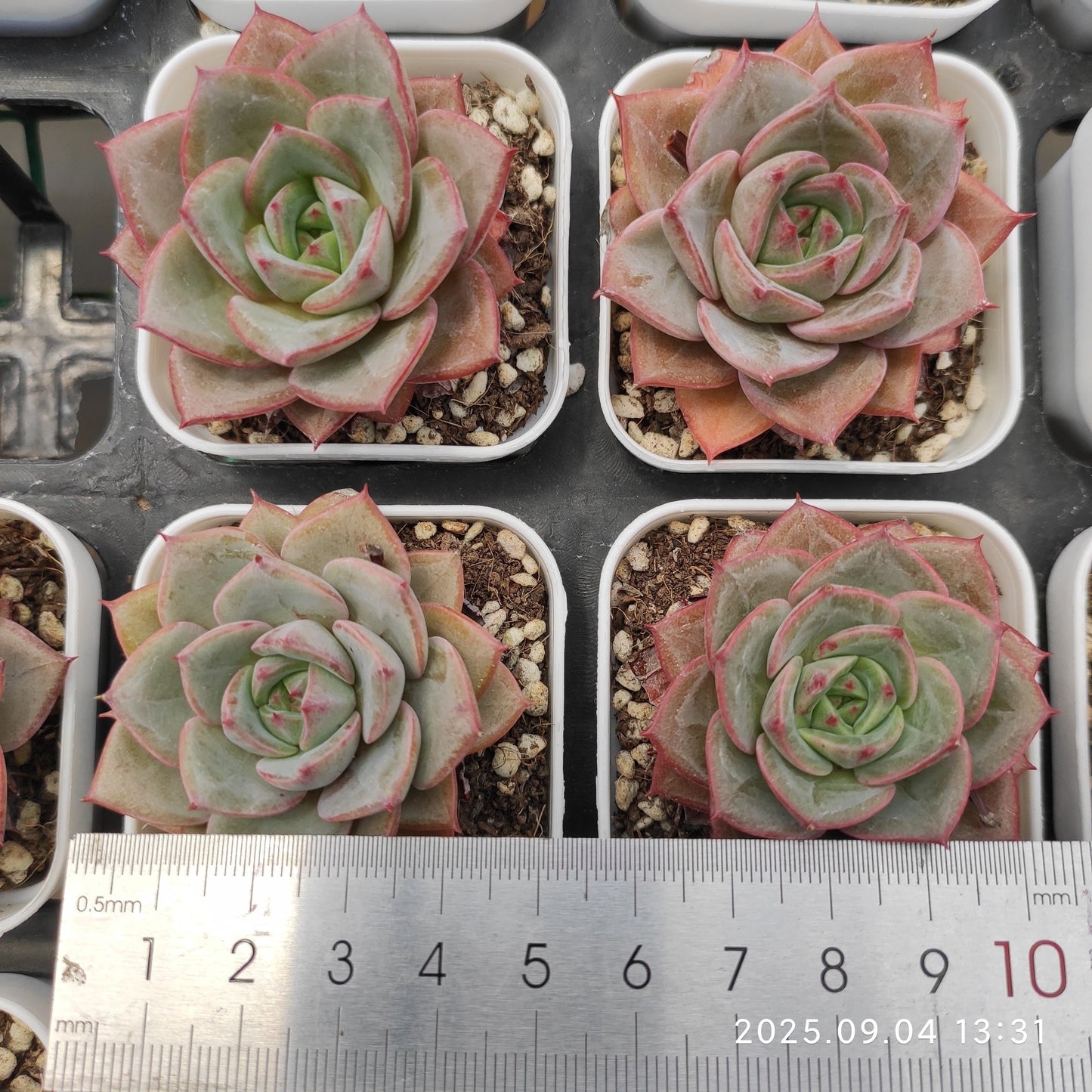 MMY977 Echeveria Bright Feather(5.5cm pot size)