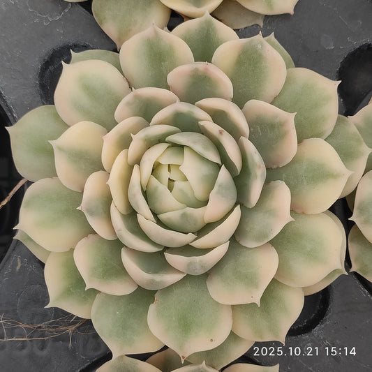 14447 Echeveria Onslow Variegated (9cm pot size)