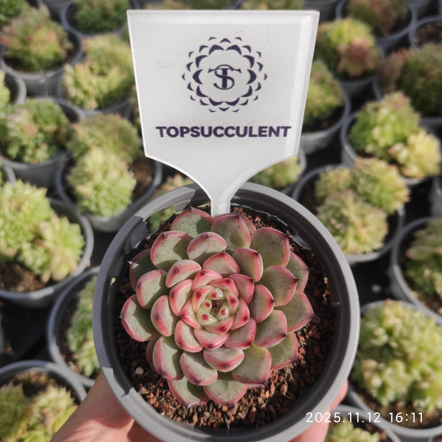 17580 Echeveria Starlight Jenny (9cm pot size)