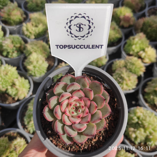17580 Echeveria Starlight Jenny (9cm pot size)