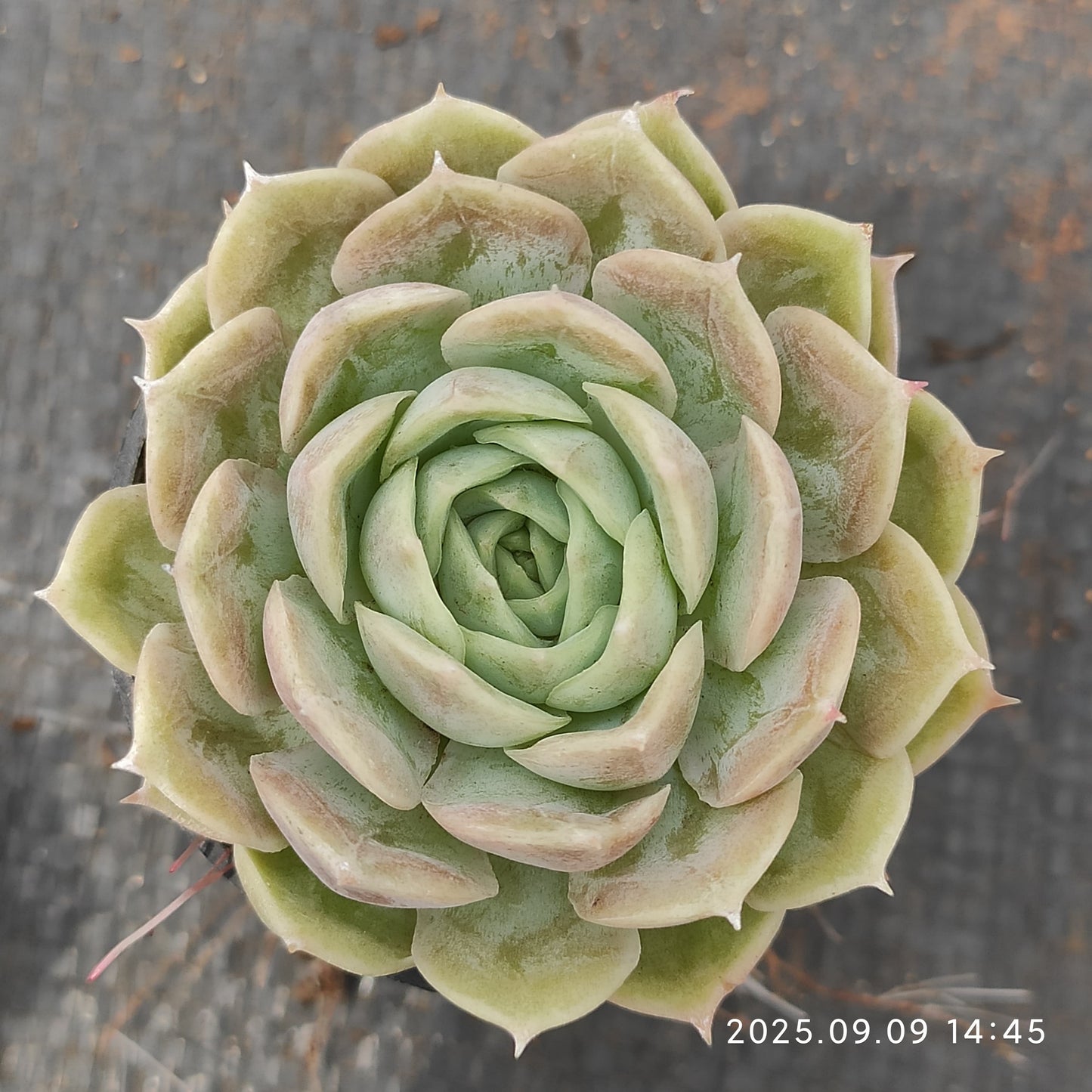 MMT683 Echeveria Onslow(5.5cm pot size)