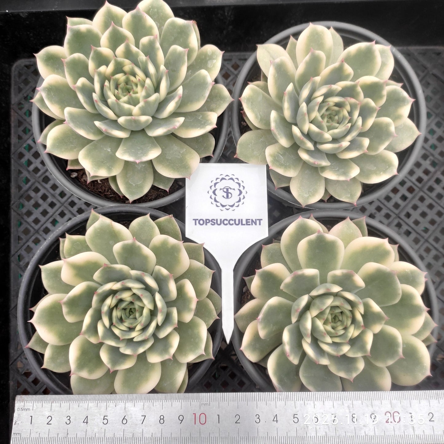 22749 Echeveria Erica Variegated (12.5cm pot size)