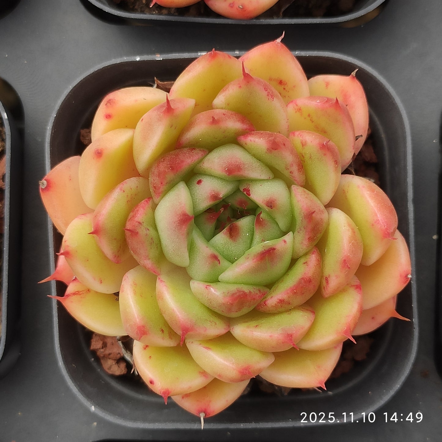 80556 Echeveria Silver Snow (6.5cm pot size)