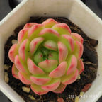 DQ140 Echeveria Clever Jenny(6cm pot size)