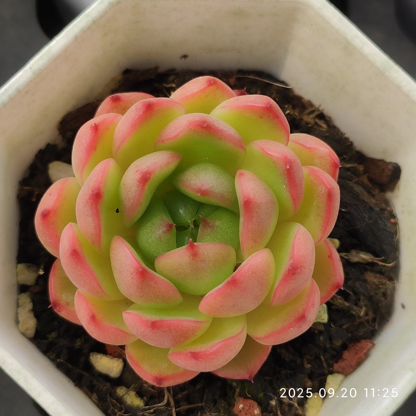 DQ140 Echeveria Clever Jenny(6cm pot size)