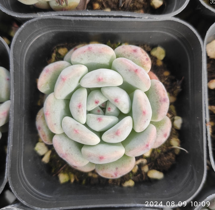 QN379 Echeveria Beyonte