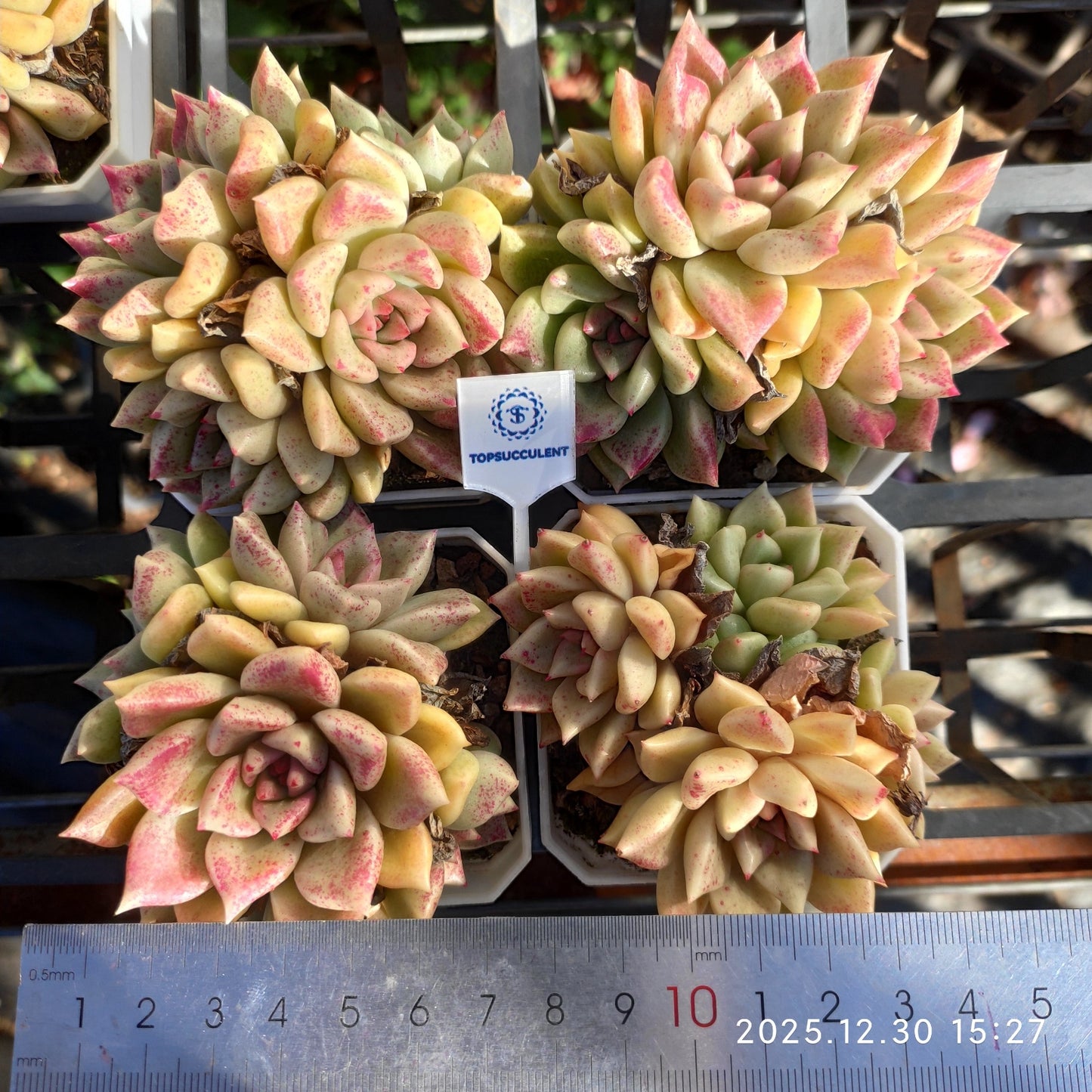 24137 Echeveria Arijie (7cm pot size)