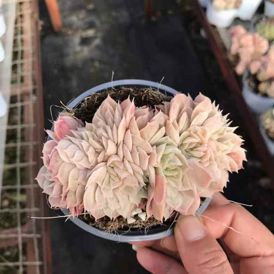 25795 Echeveria Onslow Cristata (9cm pot size)