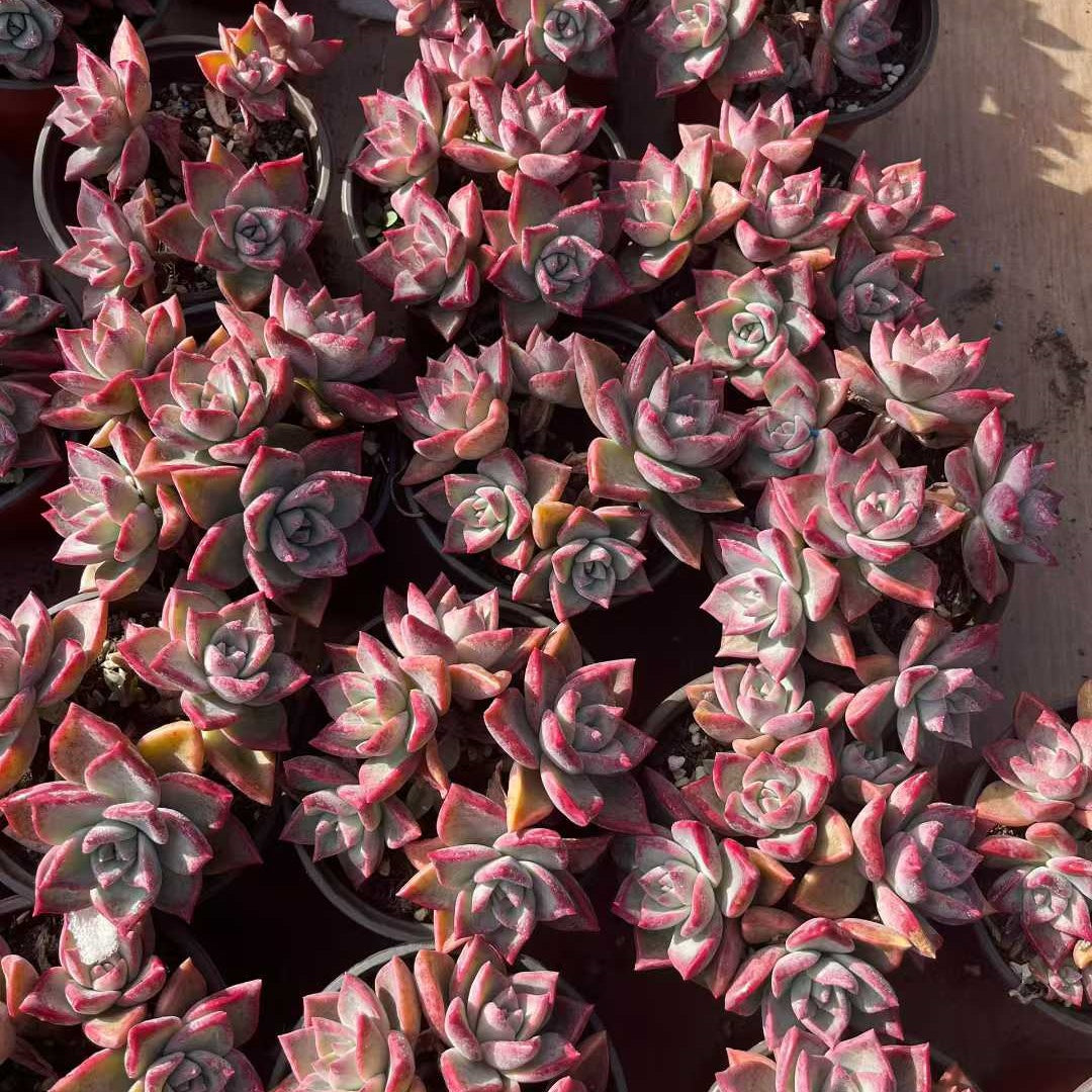 23553 Echeveria Ice Moon (12cm pot size)