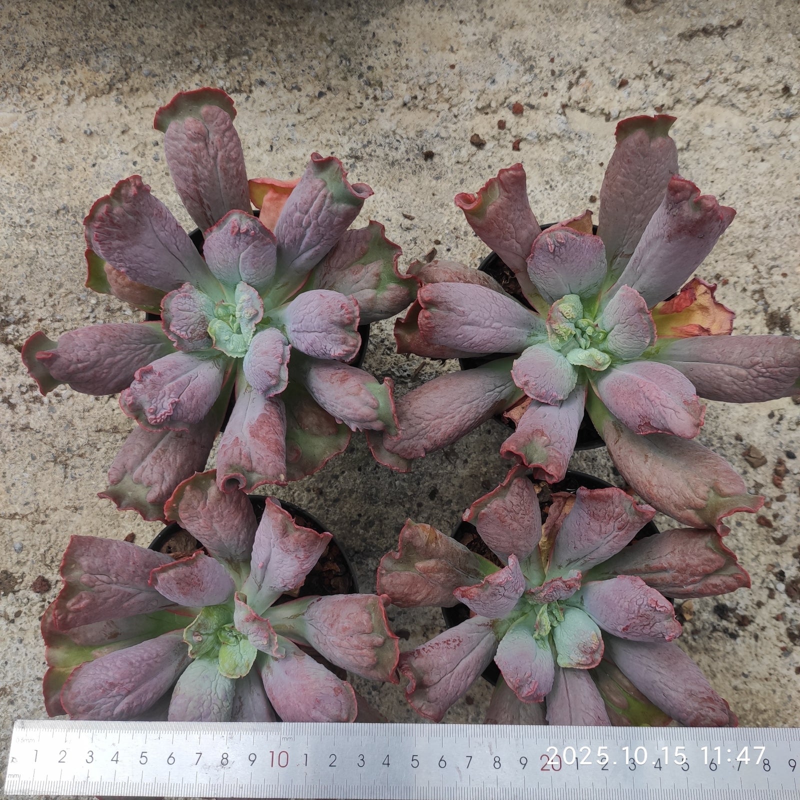 ZZA136 Echeveria Baron Bold(11cm pot size)