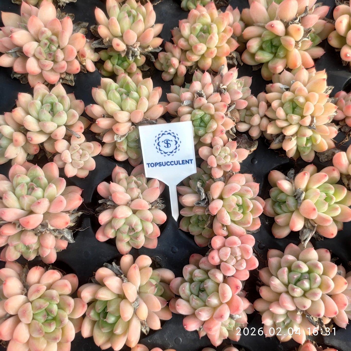 26013 Echeveria Pande (5cm pot size)