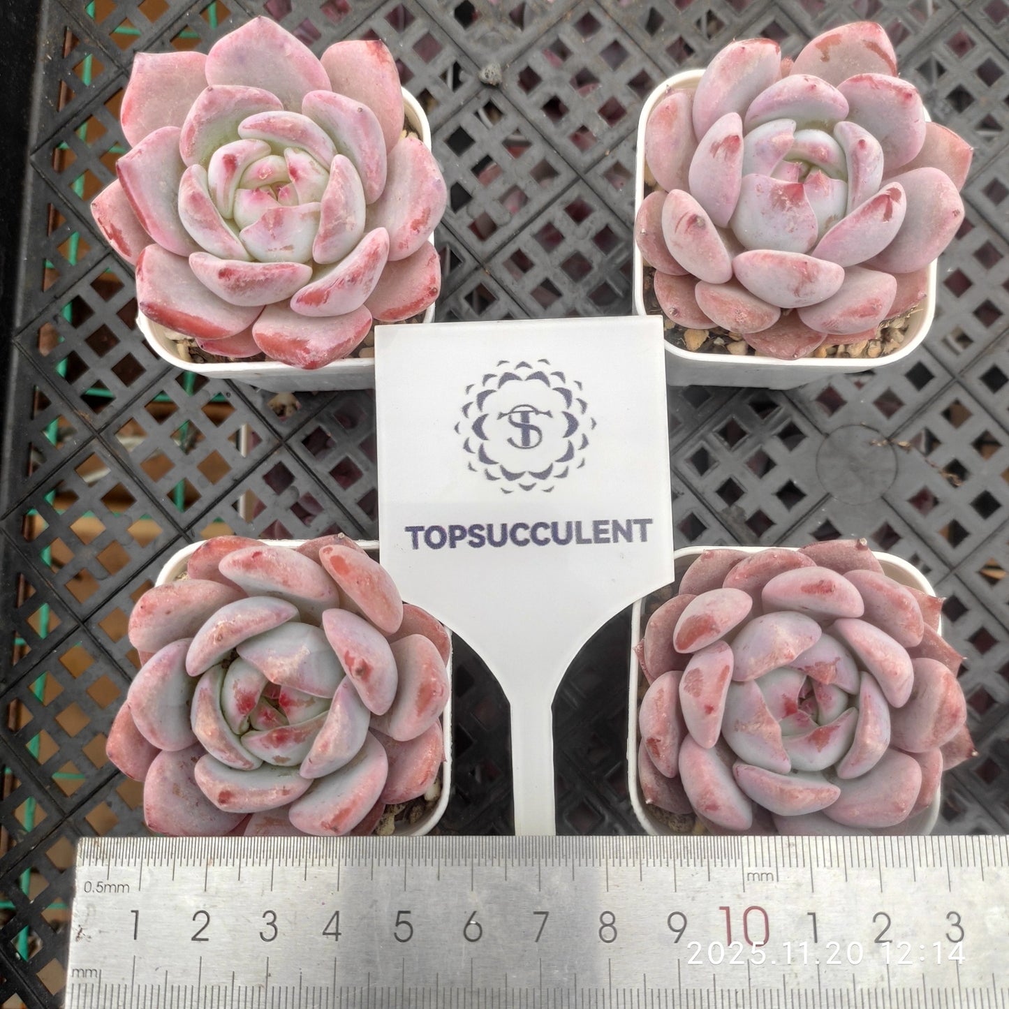 22761 Echeveria Monroe Hyb (5.5cm pot size)