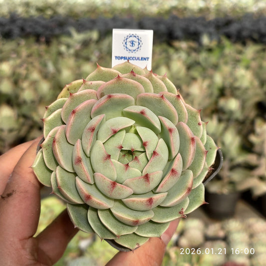 19319 Echeveria Benbadis (7cm pot size)