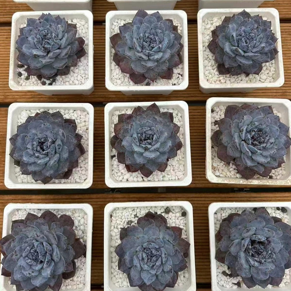 21270 Echeveria Black Ocean Star (10cm pot size)