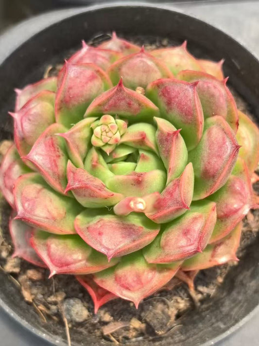 264166 Echeveria Golden Armor (10cm pot size)