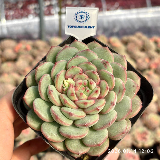 24711 Echeveria Goldspink (7cm pot size)