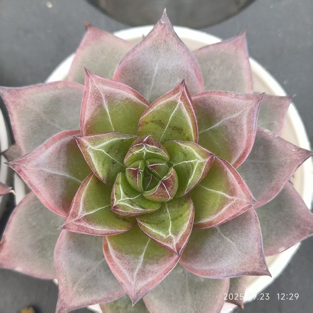 19759 Echeveria Flamingo (6cm pot size)