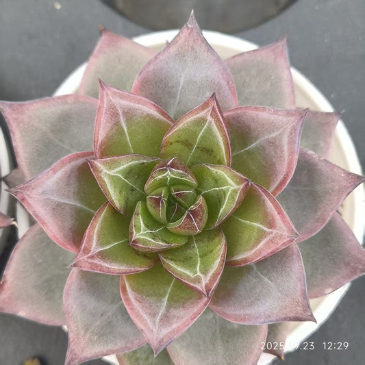 19759 Echeveria Flamingo (6cm pot size)