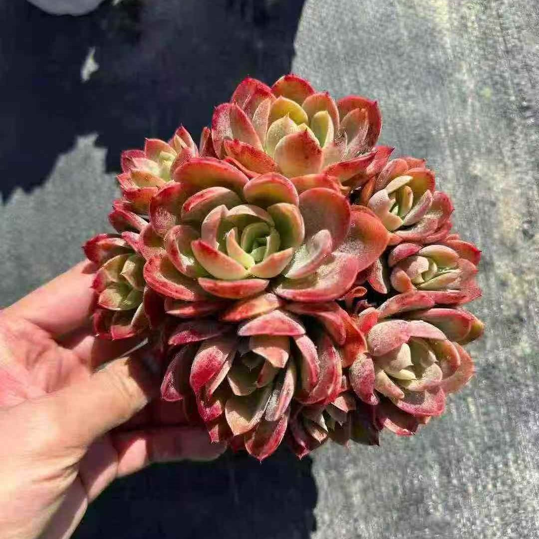 23657 Echeveria Red Silk (12cm pot size)