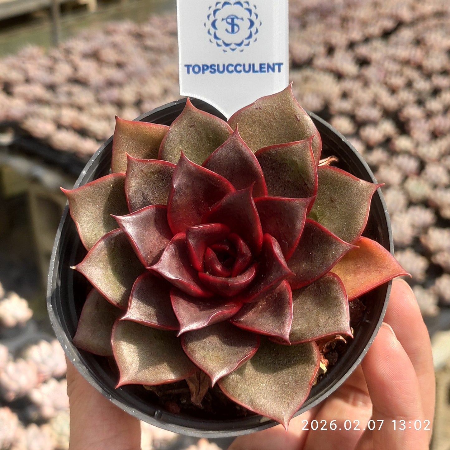 19834 Echeveria Blaze Rose (9cm pot size)