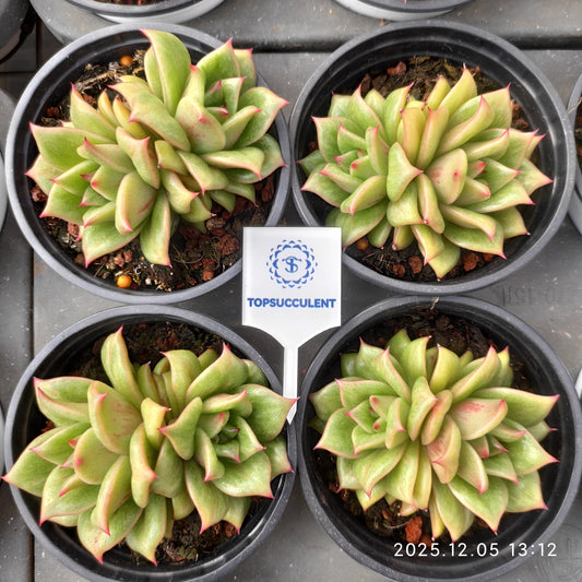 23302 Echeveria Rambler (9cm pot size)