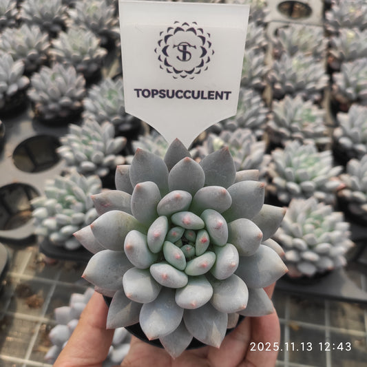 20853 Echeveria Half Summer (9cm pot size)
