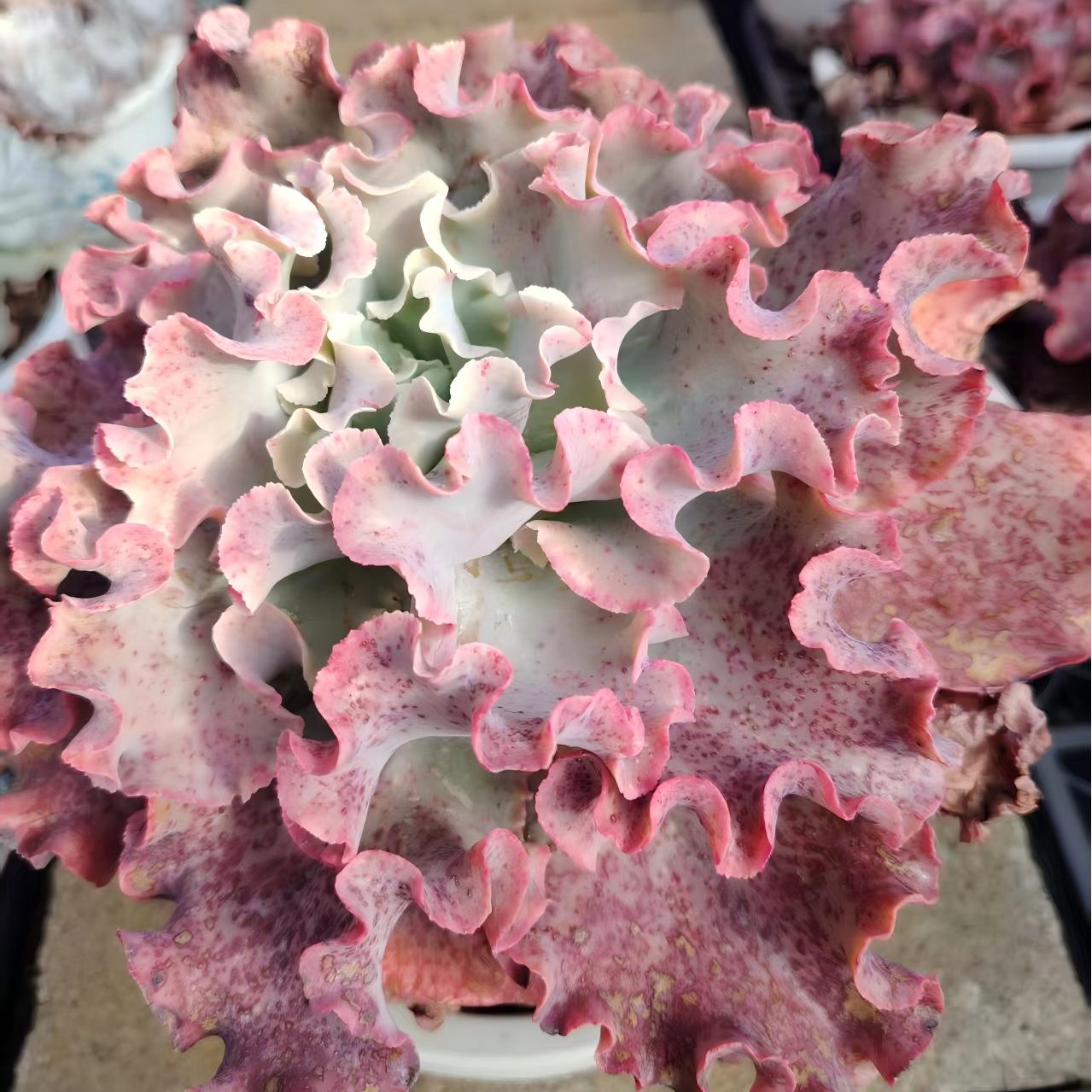 22658 Echeveria Meridian (20cm pot size)