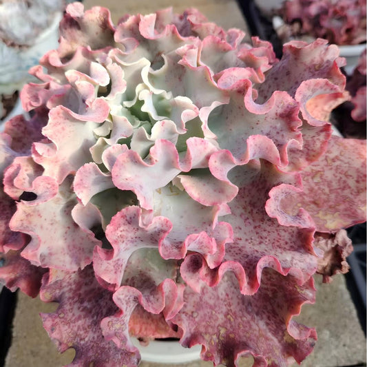 22658 Echeveria Meridian (20cm pot size)