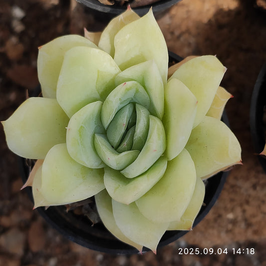 MMY187 Echeveria Falling Cherry(5cm pot size)