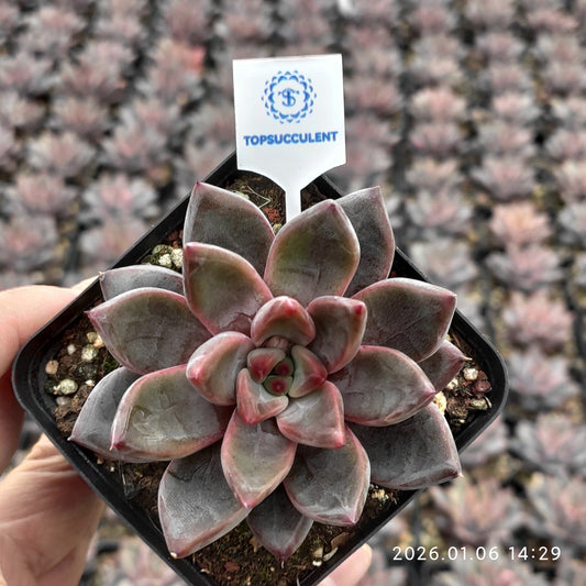 20756 Echeveria Soros (7cm pot size)