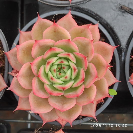 22585 Echeveria Star Buck Variegated (9cm pot size)