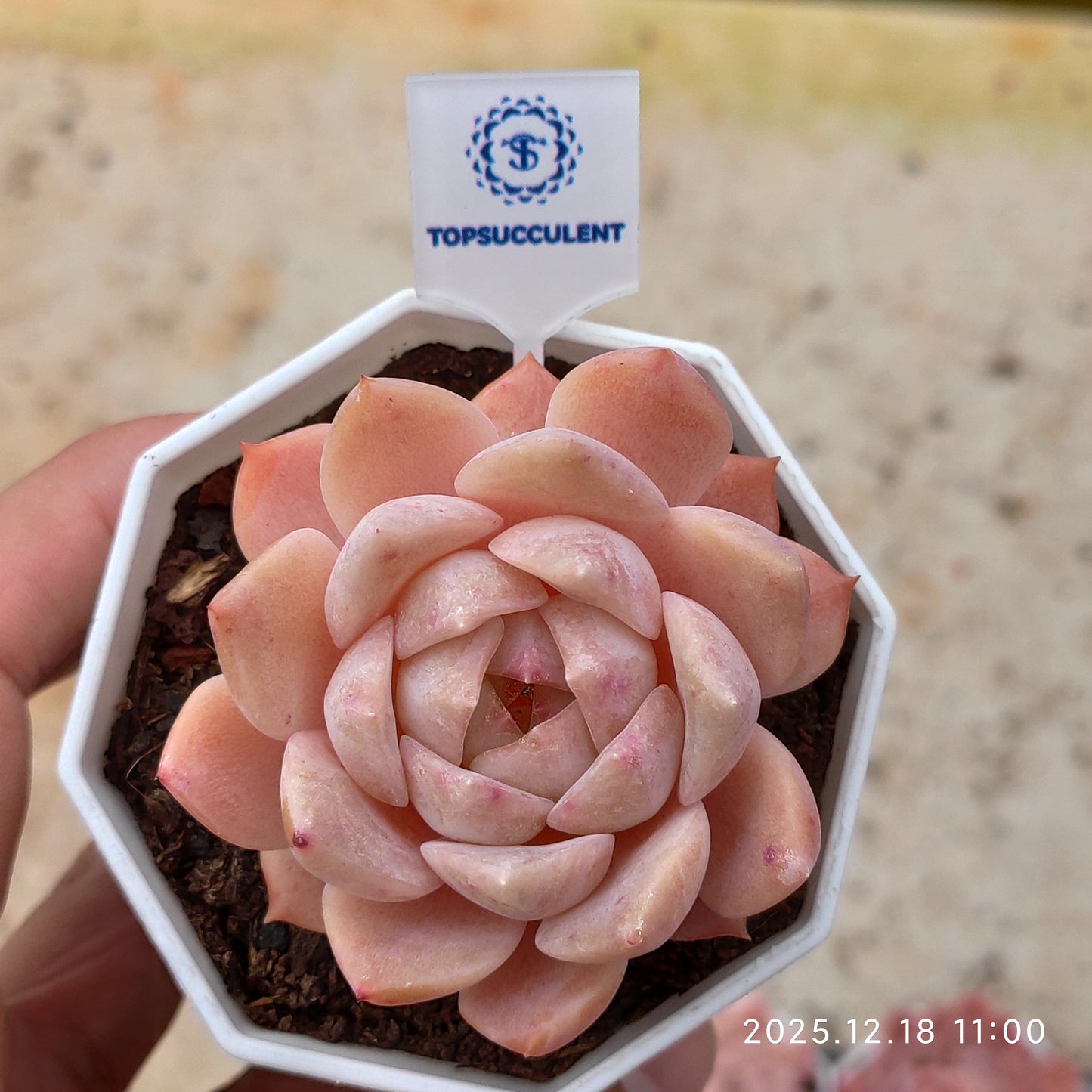 21545 Echeveria Pink Ice (7cm pot size)