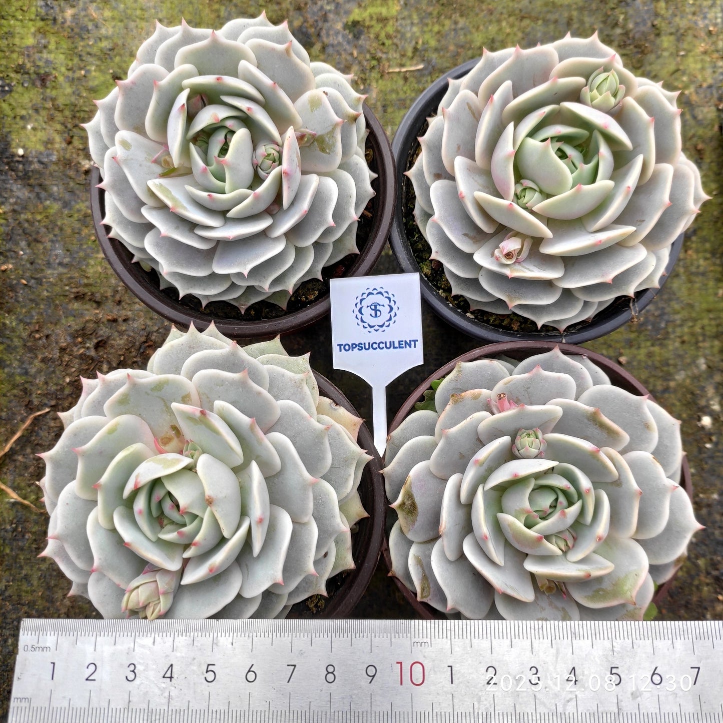 18835 Echeveria Lola (11cm pot size)