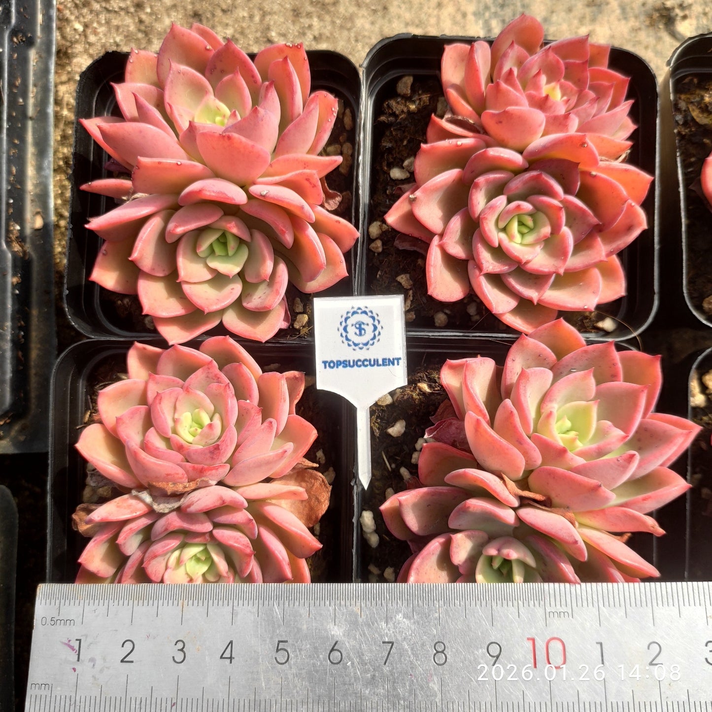 23685 Echeveria Novel (7cm pot size)