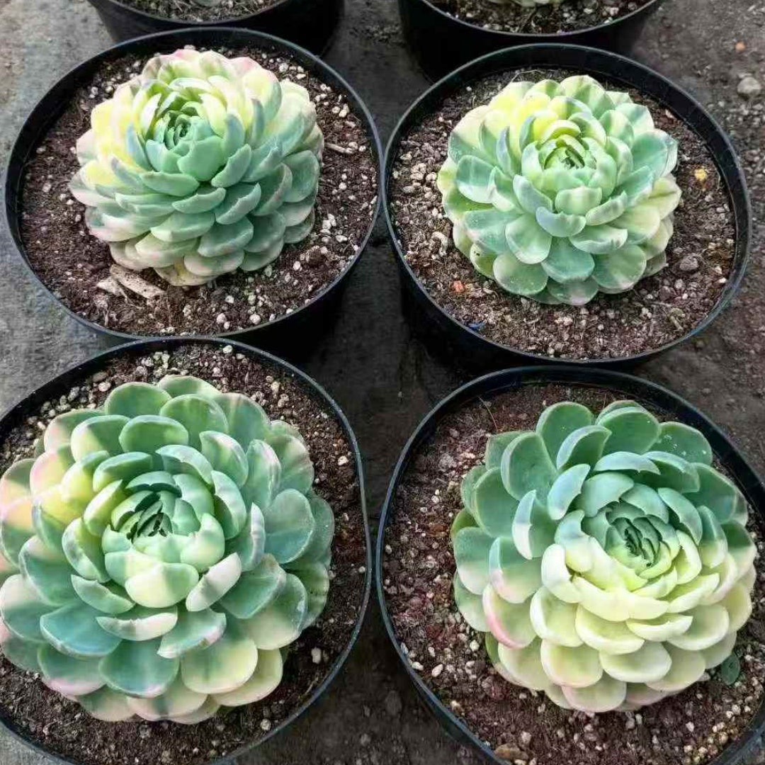 24460 Echeveria Berry Variegated (18cm pot size)
