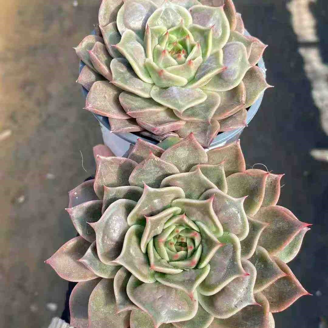 22768 Echeveria Psychic (9cm pot size)