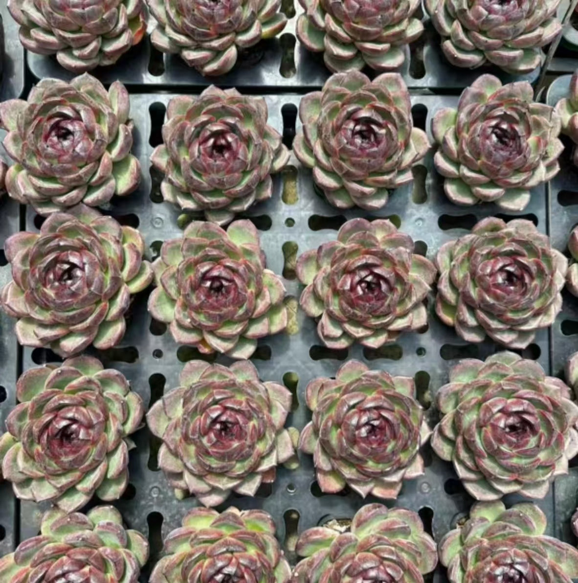 QNY151 Echeveria Styx(10cm pot size)