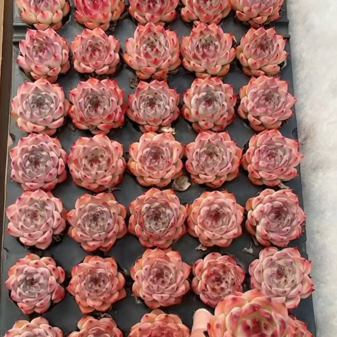 25181 Echeveria Chihuahuaensis (5cm pot size)